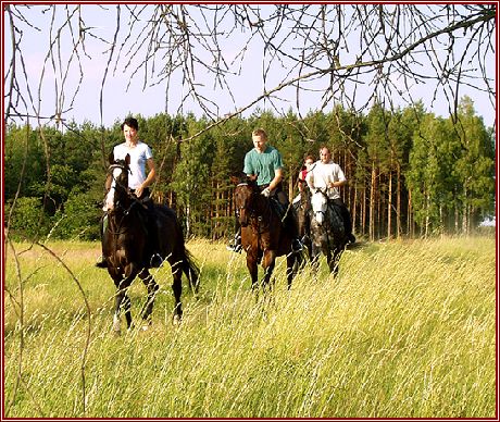 horses1.jpg