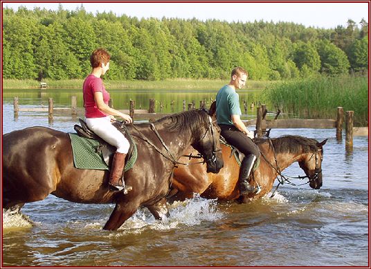 horses2.jpg